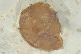 Huge, Plate of Paleocene Leaf Fossils - Glendive, Montana #216909-5